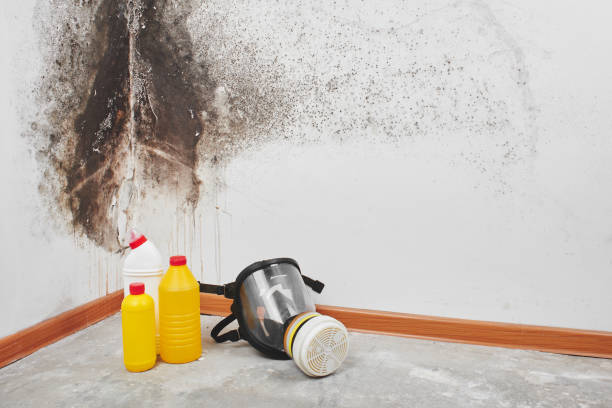 Best Commercial Mold Removal  in Zilwaukee, MI