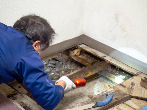 Best Mold Removal Specialists  in Zilwaukee, MI