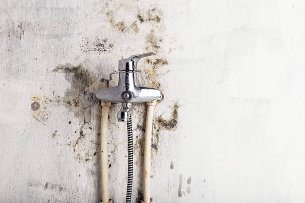 Best Residential Mold Removal  in Zilwaukee, MI