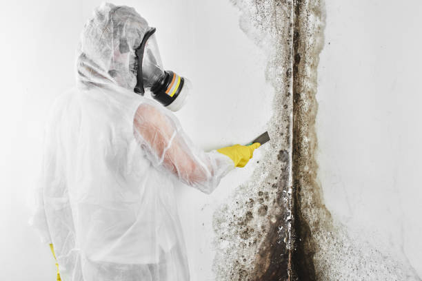Best Commercial Mold Removal  in Zilwaukee, MI