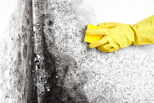 Best Mold Damage Repair  in Zilwaukee, MI