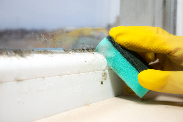 Zilwaukee, MI Mold Removal Company