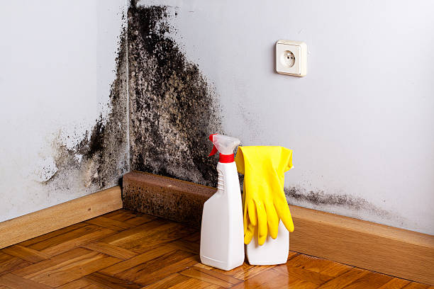 Best Mold Testing  in Zilwaukee, MI
