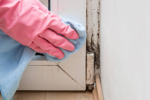 Best Office Mold Removal Services  in Zilwaukee, MI