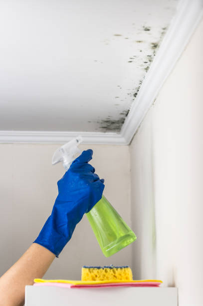 Best Certified Mold Removal  in Zilwaukee, MI
