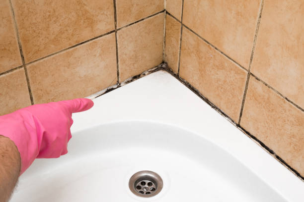Best Professional Mold Removal  in Zilwaukee, MI